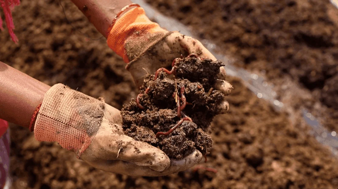 Earthworms in rich vermicompost used in the soil-first growing approach