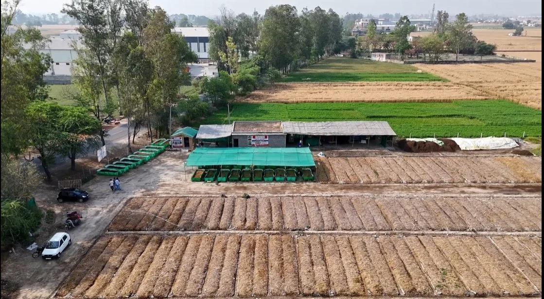 Wheat farm in Karnal and surrounding areas of Haryana
